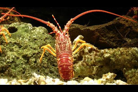 Southern rock lobster. Credit: Zureks